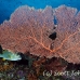 seafan_pc_h_0705_png1946.jpg
